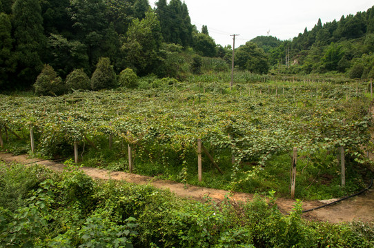 弥猴桃基地