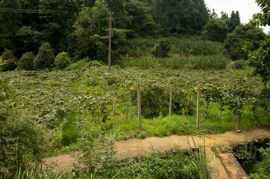 弥猴桃基地