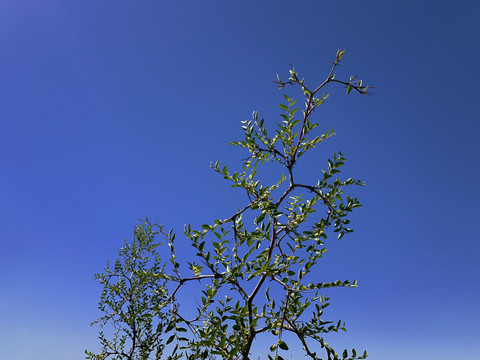 树枝