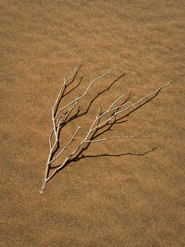 沙漠枯枝
