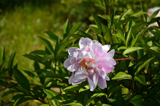 芍药