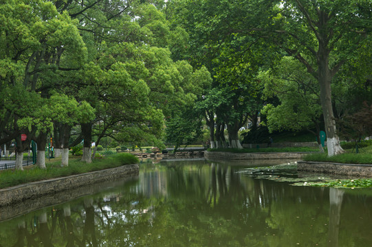 湿地森林公园