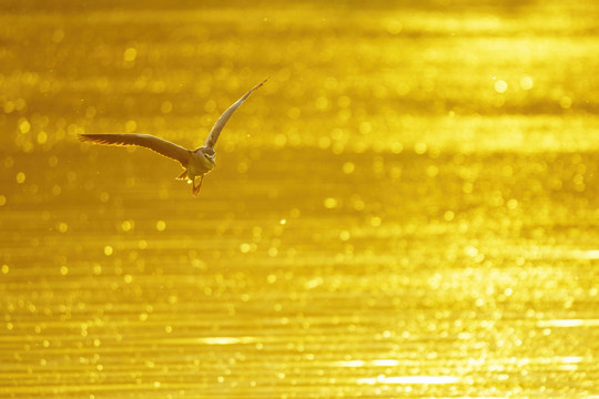 金色光辉中飞翔的夜鹭
