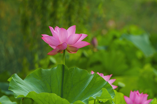 粉色荷花