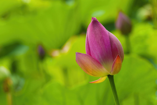 荷花花蕾