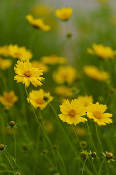 金鸡菊花丛