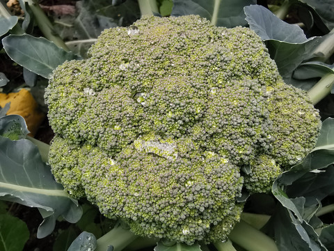 西兰花青花菜种植基地特写配图