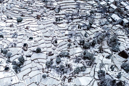 青岛崂山茶园梯田