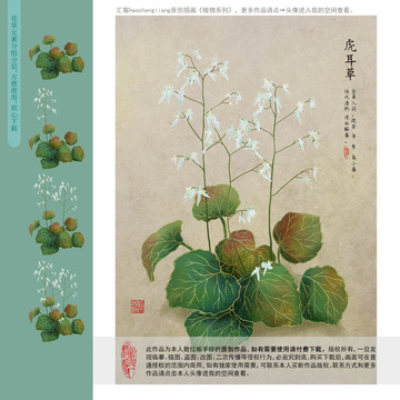 板繪電腦手繪虎耳草中藥插畫