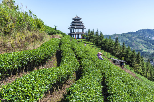 茶山采茶