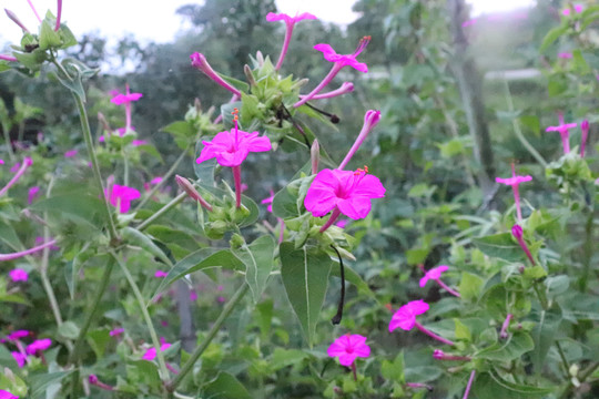 凤仙花