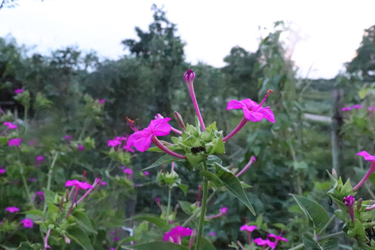 凤仙花