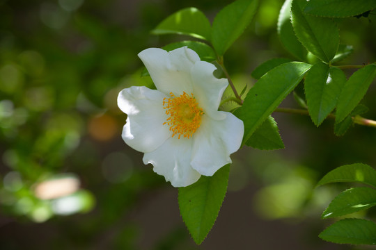 金樱子白色的花朵和绿色枝叶