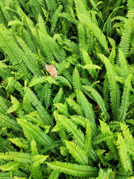 绿植背景