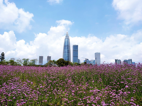 马鞭草花海