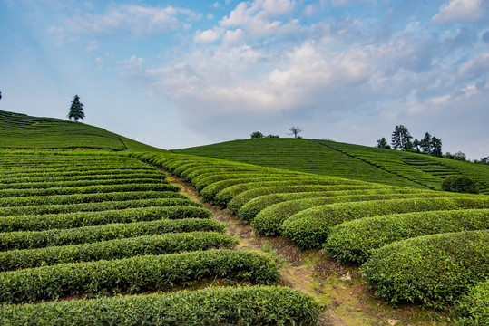 茶园风光