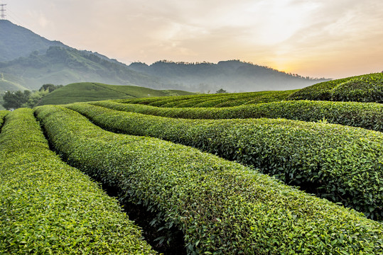 茶园风光