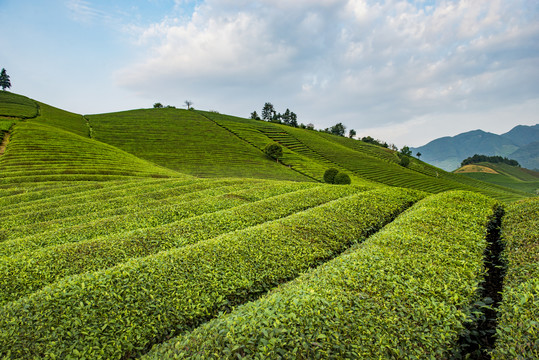 茶山