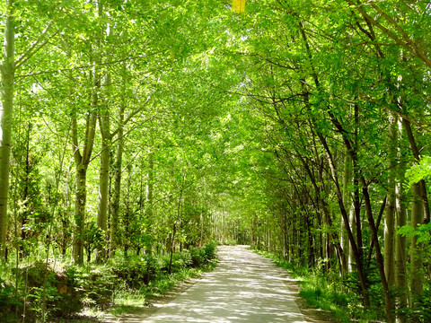 绿树森林小路