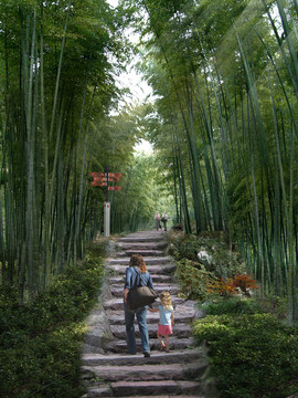 竹林小道