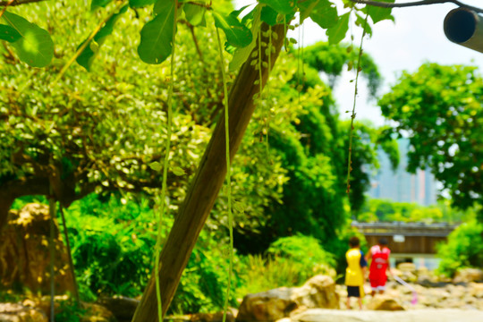 夏日风景