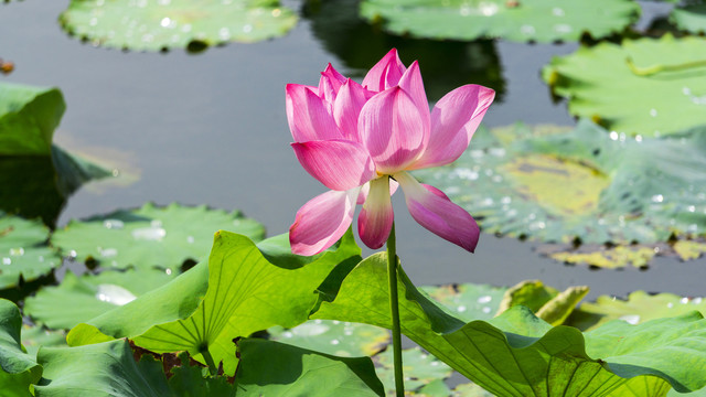 荷花屹立