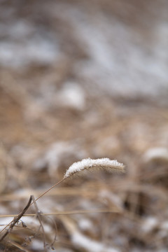 冬季田野里干枯的狗尾巴草和白雪