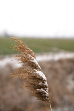 干枯的芦苇花和上面的残雪