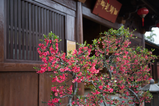 寺庙里的海棠花