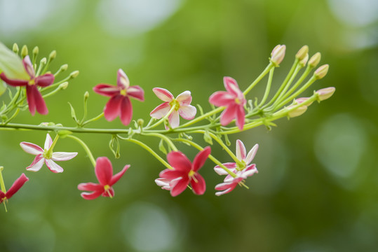 使君子花