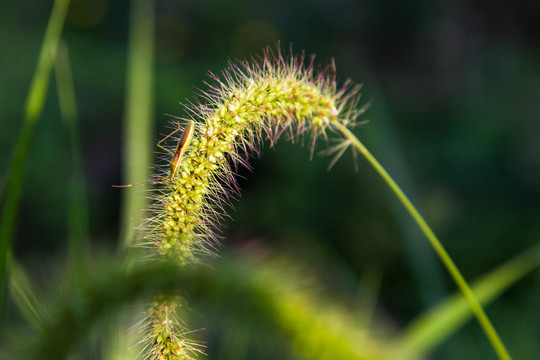 狗尾巴草