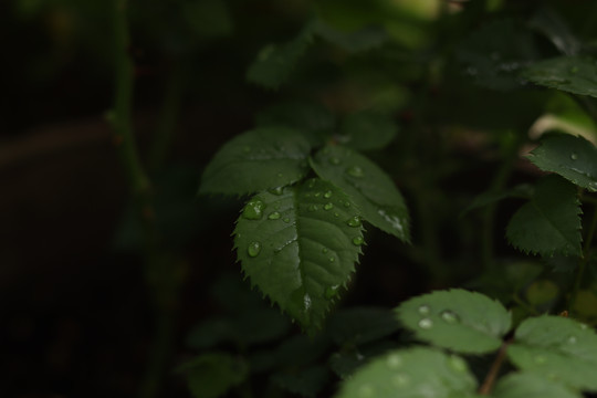 果汁阳台玫瑰花月季绿叶