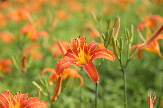 百合花