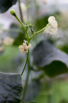 栝楼花