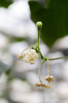 栝樓花