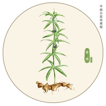 黃精