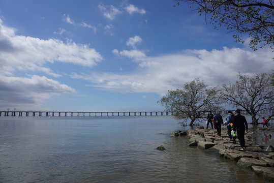 海岸海角深圳红树林