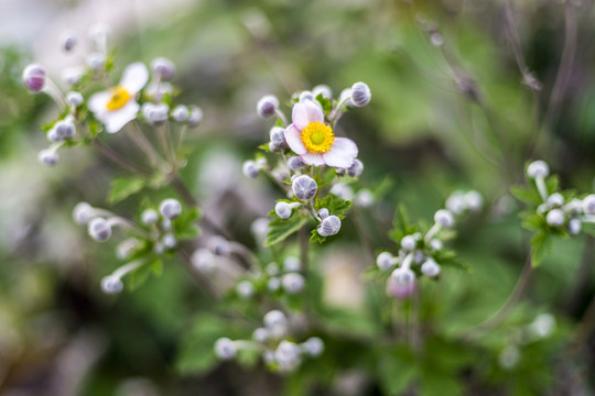 野棉花