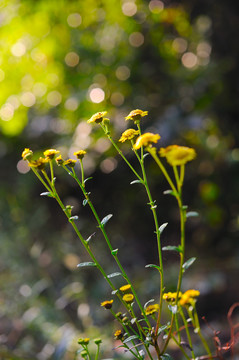 野生菊花