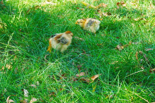 草地上的小鸡