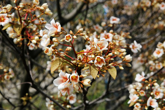 油桐花