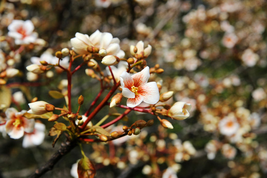 油桐花