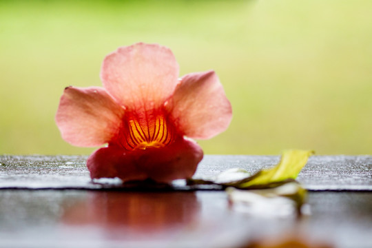 阳光花瓣