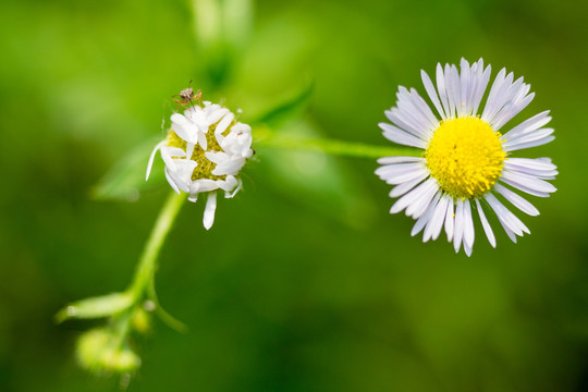 小花