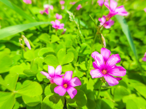 红花酢浆草