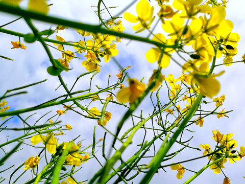 油菜花