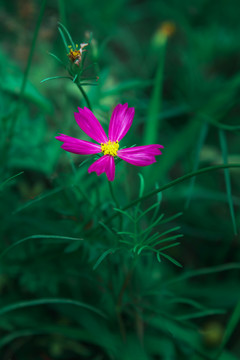 夏日的一朵小花