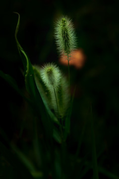 逆光下的狗尾巴草