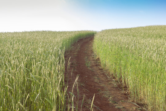 蓝天田园荞麦自然生态