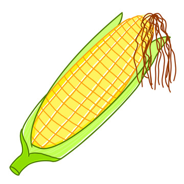 玉米粗糧棒子蔬菜糧食